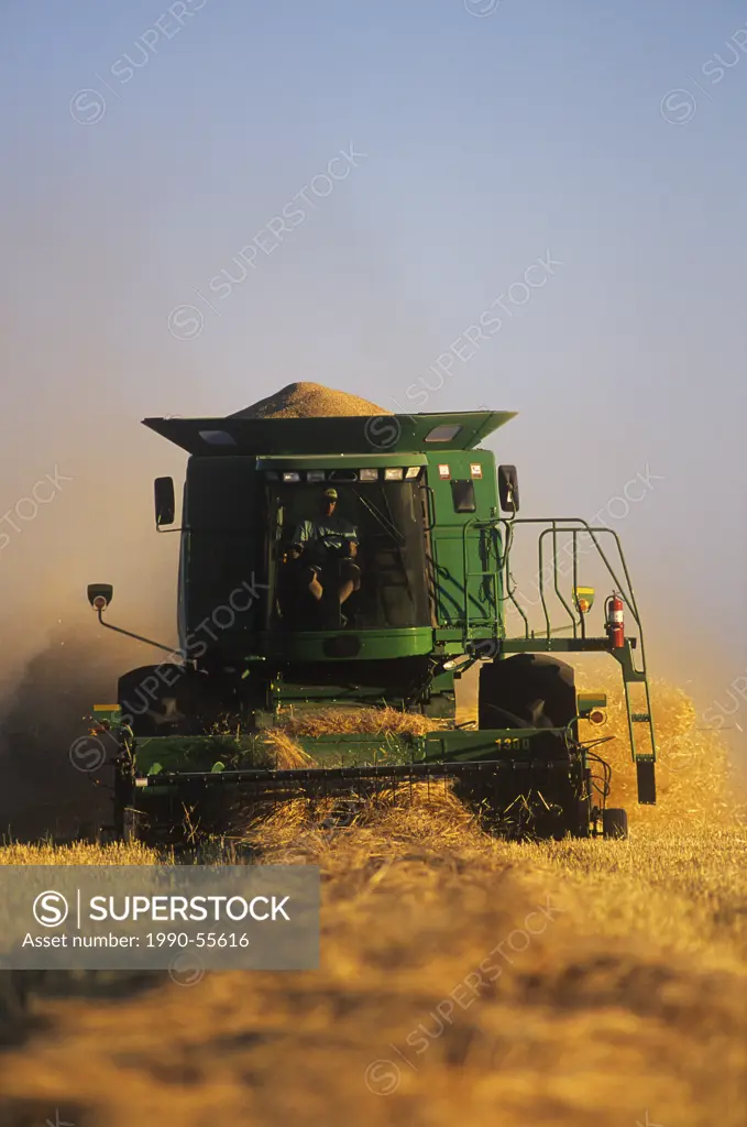 Barley harvest, Dugald, Manitoba, Canada.