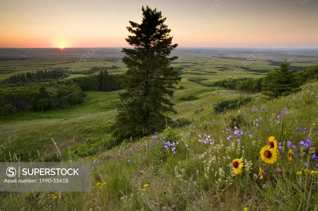 Wildflowers and sunset at Bald Butte, Cypress Hills Interprovincial Park, Saskatchewan, Canada.