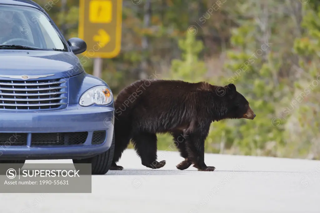 Cinnamon colored Black bear Ursus americanus cinnamomum beside a tourist´s car on a road in Jasper National Park, Alberta, Canada