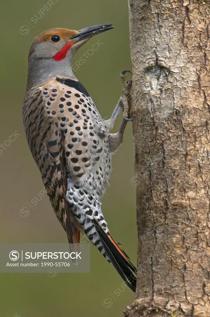 Northern Flicker Colaptes auratus perched on tree in Victoria, Vancouver Island, British Columbia, Canada