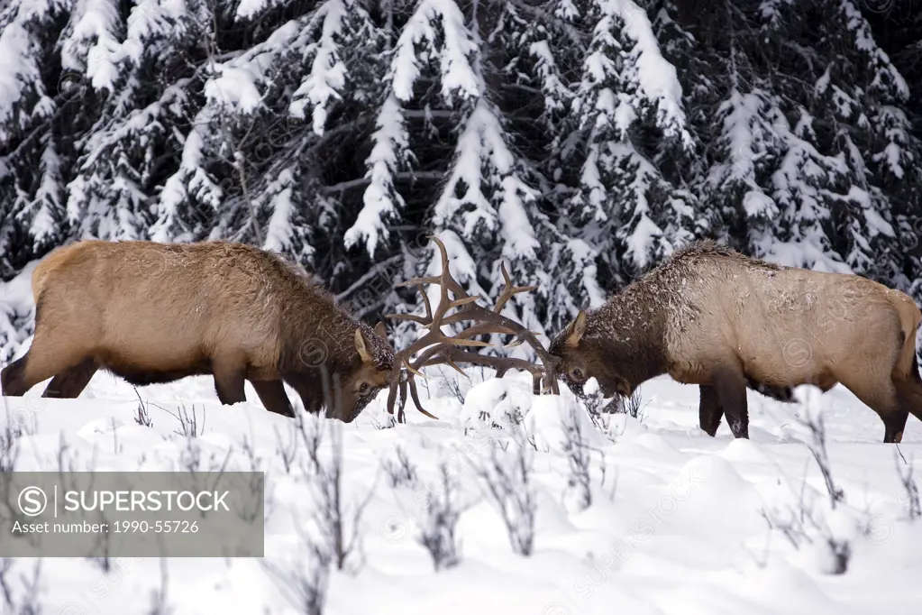 Two bull elk Cervus canadensis fight for dominance during mating season rut, Bow Valley Parkway, Banff National Park, Alberta, Canada