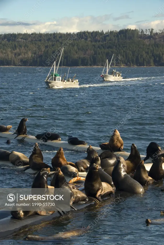 Spring herring spawns attract fishboats and sea lions to Fanny Bay, on Vancouver Island, British Columbia, Canada.