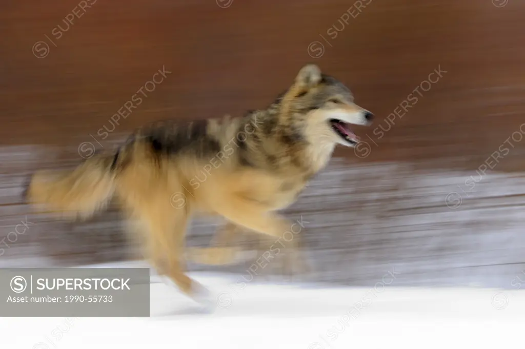 Grey Wolf Canis lupus_ captive in winter habitat