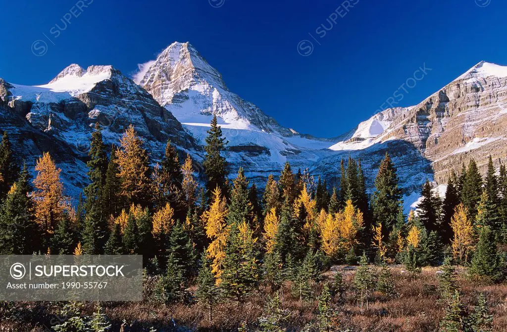 Mount Assiniboine and stand of larch trees in autumn, Mount Assiniboine Provincial Park, British Columbia, Canada.