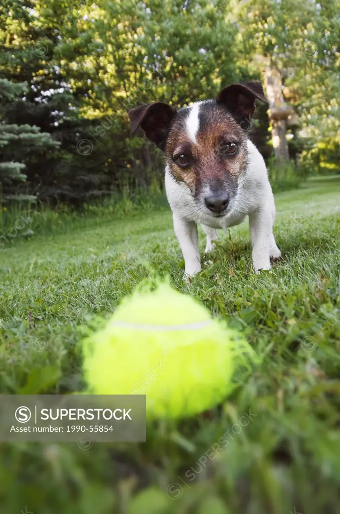 Jack Russell Terrier, playing fetch, Alberta, Canada.