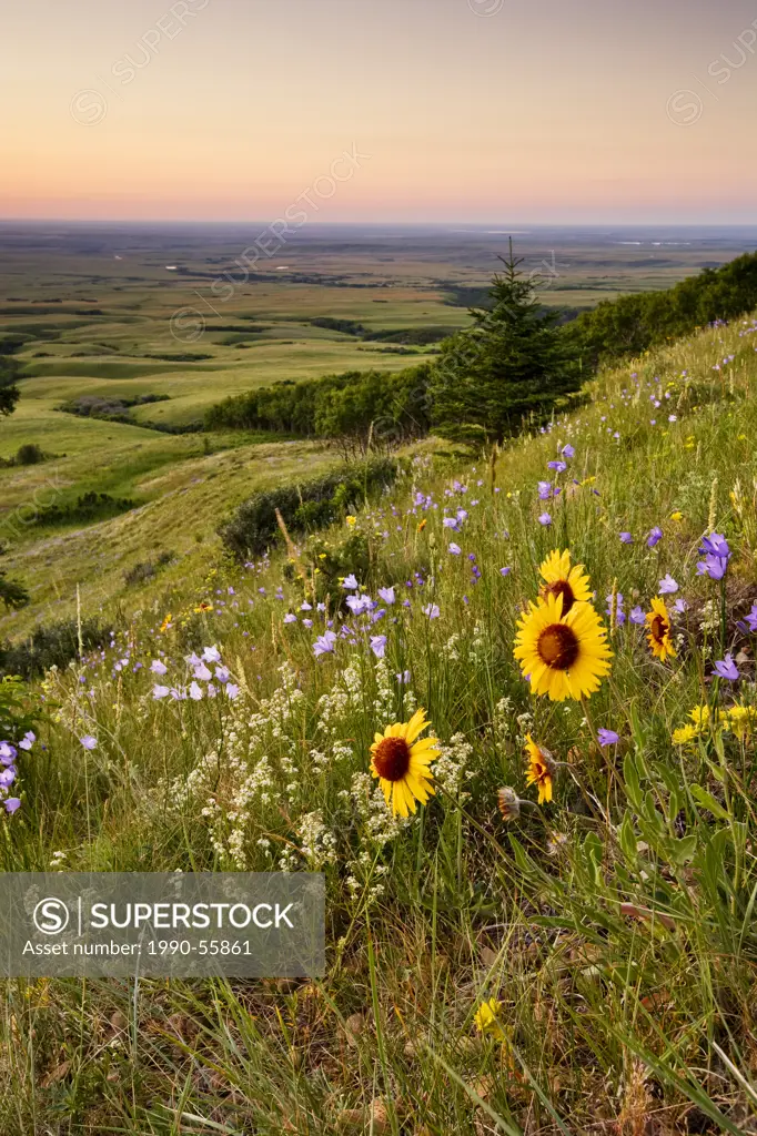 Wildflowers and sunset at Bald Butte, Cypress Hills Interprovincial Park, Saskatchewan, Canada.