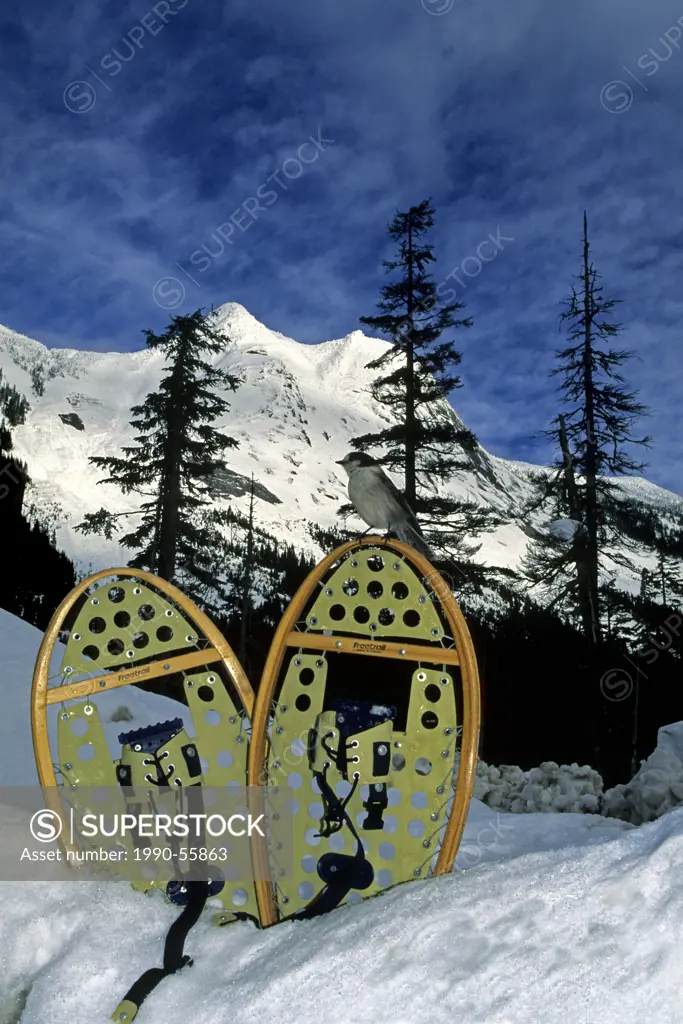 The Gray Jay, or Whiskey_Jack Perisoreus canadensis, on snow shoes, Zopkios Ridge, Coquihalla summit, British Columbia, Canada