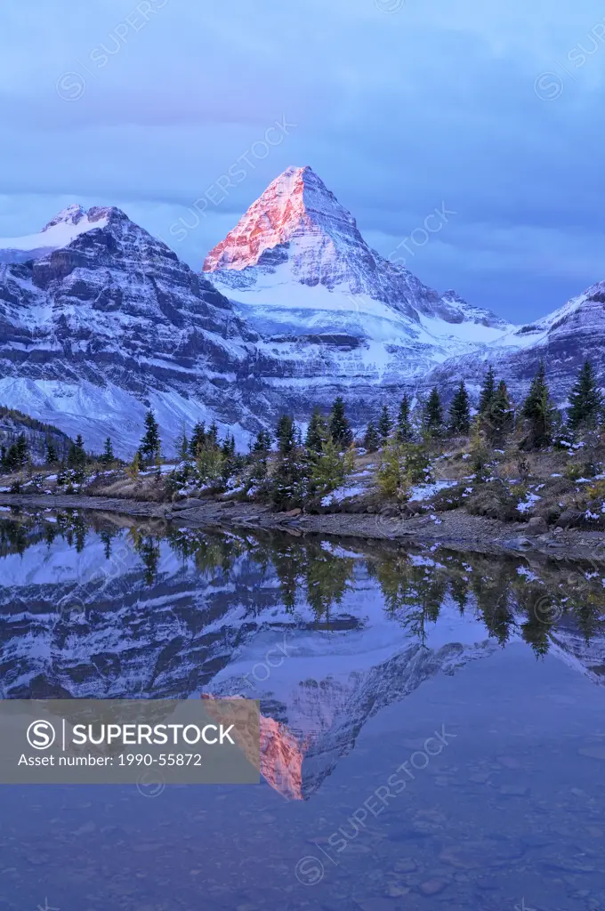 Mount Assiniboine reflected in pond at dawn, Mount Assiniboine Provincial Park, Rocky Mountains, British Columbia, Canada