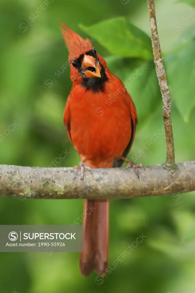 A male Northern Cardinal Cardinalis cardinalis singing from its perch at the Rattray Marsh in Ontario, Canada.