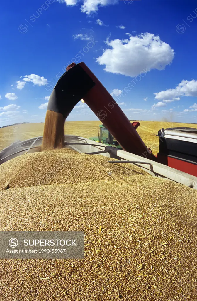 loading grain truck with spring wheat during harvest, Tiger Hills, Manitoba, Canada.