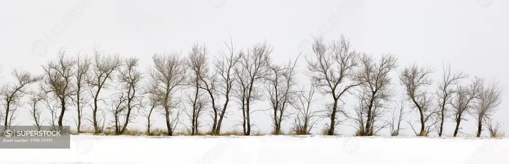 Line of bare trees in winter, saskatchewan, canada