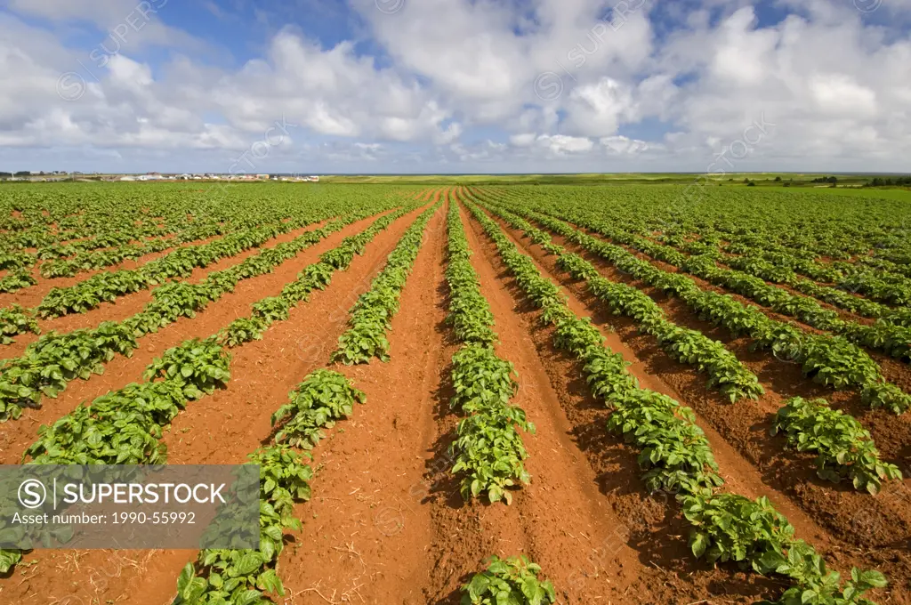 Potatoes are generally grown from the eyes of another potato and not from seed. Home gardeners often plant a piece of potato with two or three eyes in...