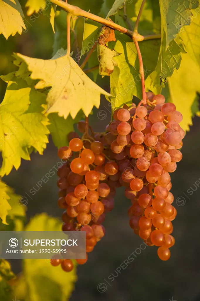 Pinot Noir grapes growing in vineyard in Niagara Peninsula near Grimsby, Ontario, Canada.