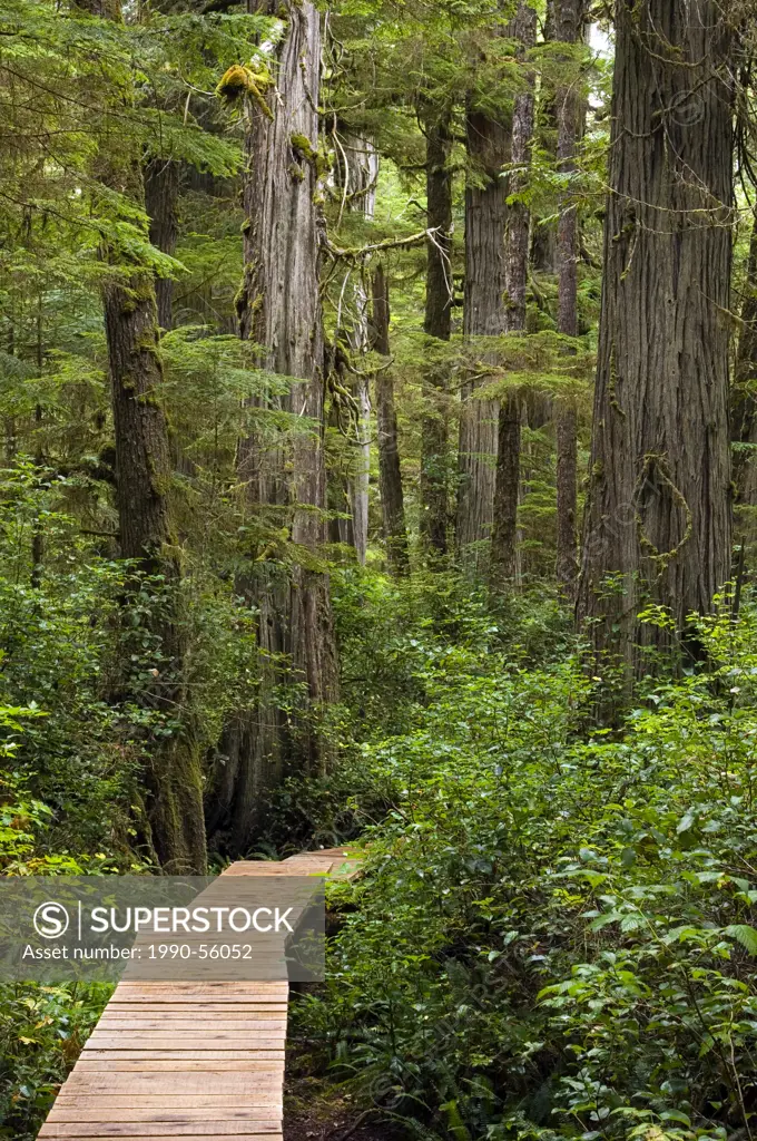 Rainforest trail at Pacific Rim National Park, Vancouver Island, British Columbia, Canada.