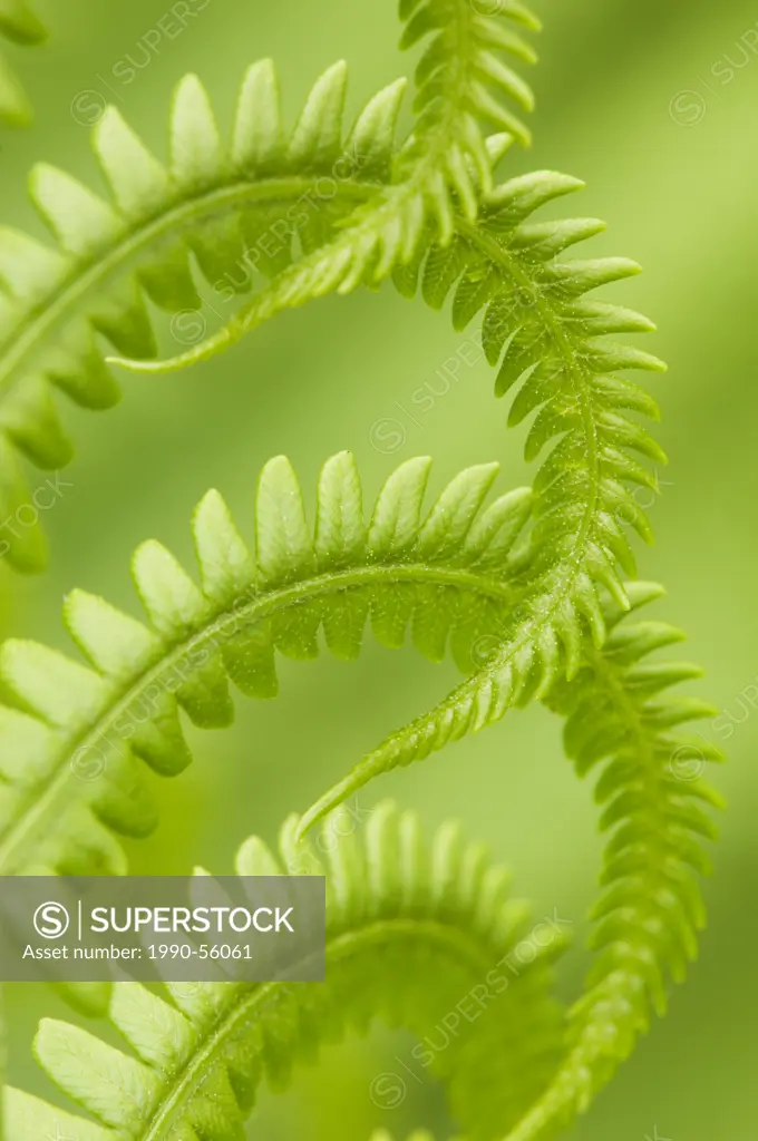 Close up of a Cinnamon fern, Osmunda cinnamomea and a Developing frond, Canada.