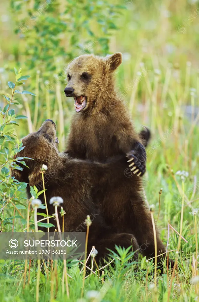 Grizzly cubs play fighting, British Columbia, Canada.
