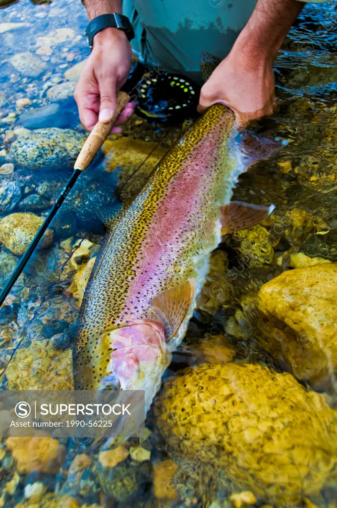 Man holding fishing rod and rainbow trout