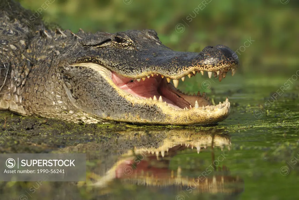 Alligator at Brazos Bend State Park, Texas, United States of America