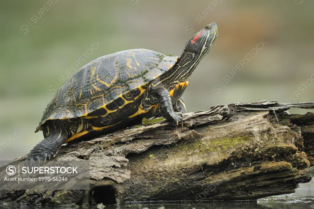 Resting turtle at Brazos Bend State Park, Texas, United States of America
