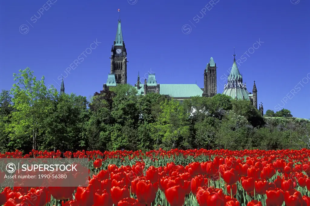 Parliament buildings viewed from Major´s Hill Park through field of red tulips, Ottawa, Ontario, Canada