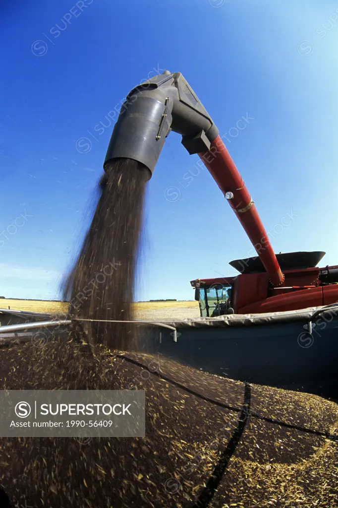 A combine harvester unloads canola into a farm truck near Dugald, Manitoba, Canada