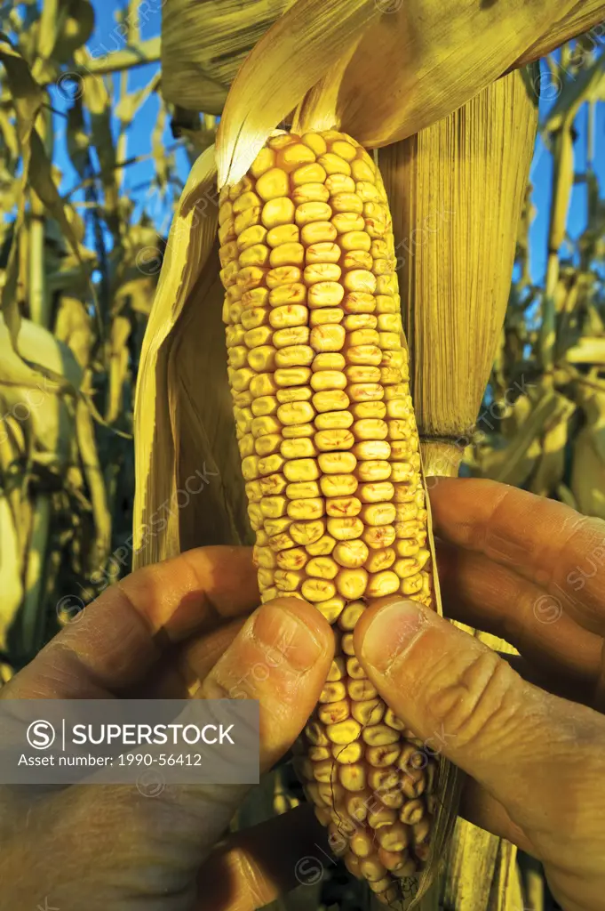 Hand holding ear of feed corn near La Salle, Manitoba, Canada