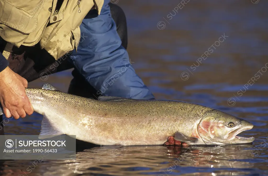 Steelhead being released, Bulkley river, British Columbia, Canada.
