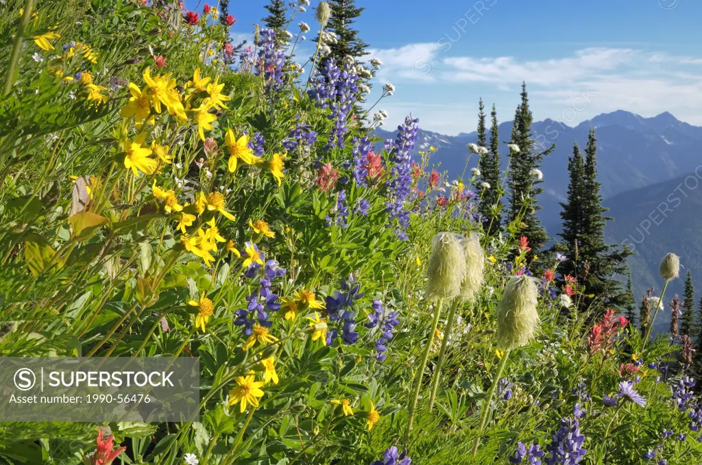 Various wildflowers, Idaho Peak, Selkirk Mountains, British Columbia, Canada