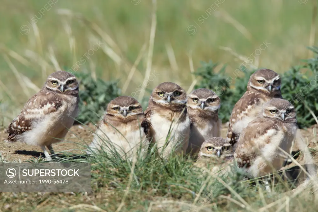 Burrowing owl chicks at their nest burrow on the prairies, Saskatchewan, Canada