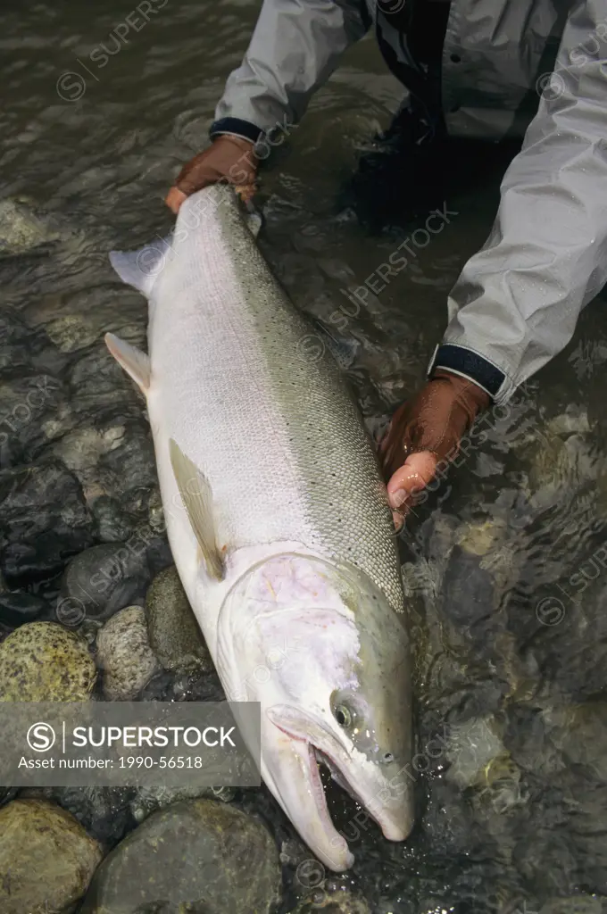 Large male steelhead prior to release, Dean river, British Columbia, Canada.