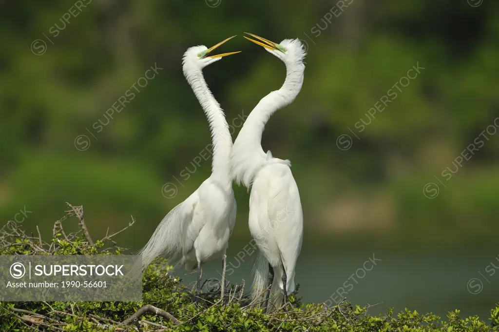 Great Egrets Ardea alba