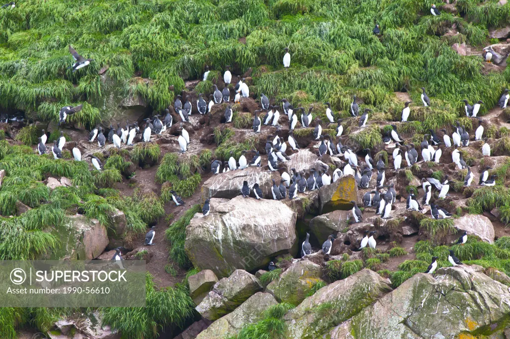 Uria aalge Common Murres nesting on Gull Island, Witless Bay Ecological Reserve, Newfoundland and Labrador, Canada