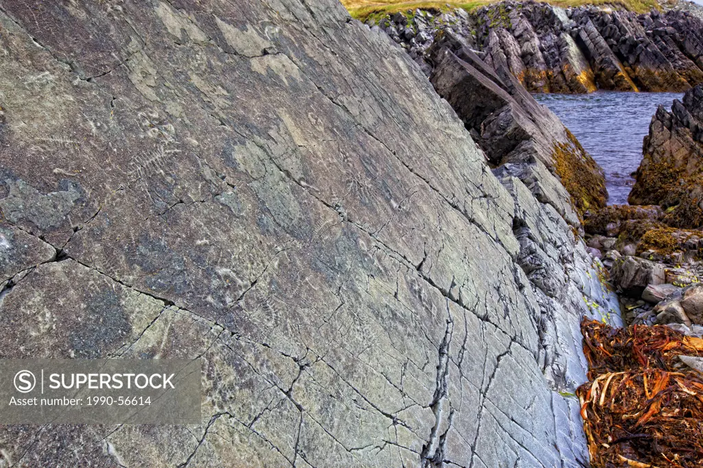 Fossils, Mistaken Point Ecological Reserve, Avalon Peninsula, Newfoundland and Labrador, Canada
