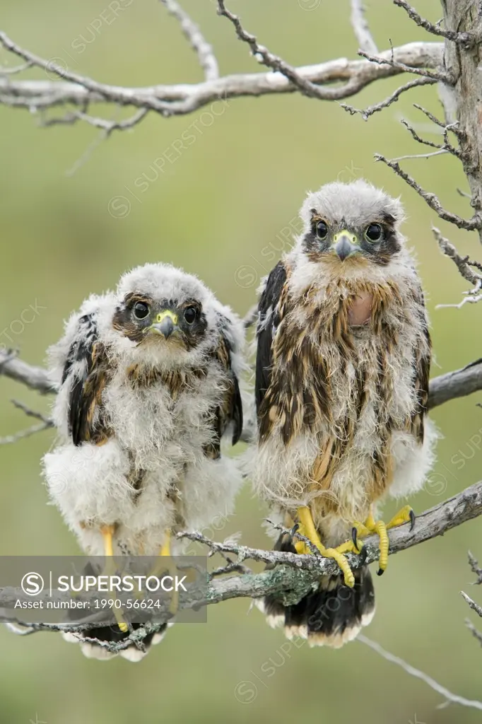 A pair of young merlin Falco columbarius sit next to each other. This bird is a member of the falcon family, Ontario, Canada.