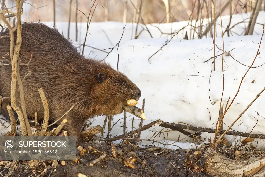 Beaver castor canadensis with freshly chewed branch.