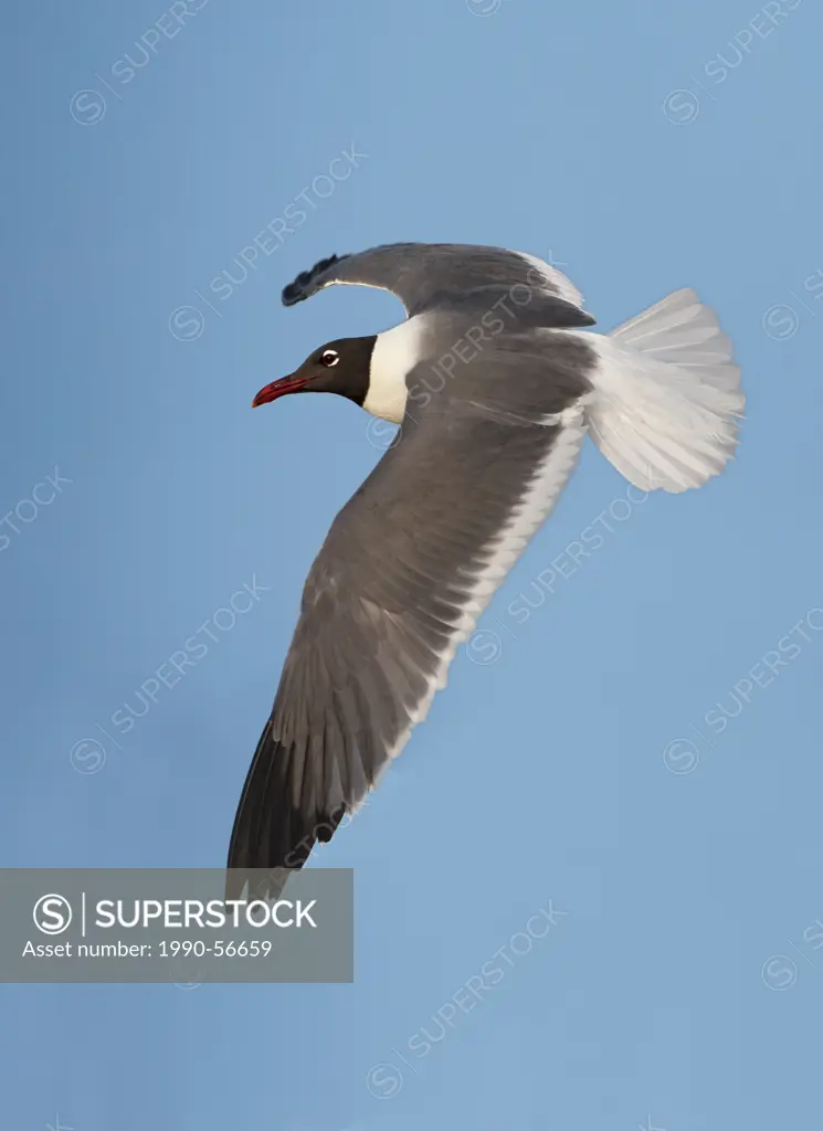 Laughing Gull Larus atricilla _ South Padre Island, Texas, United States of America