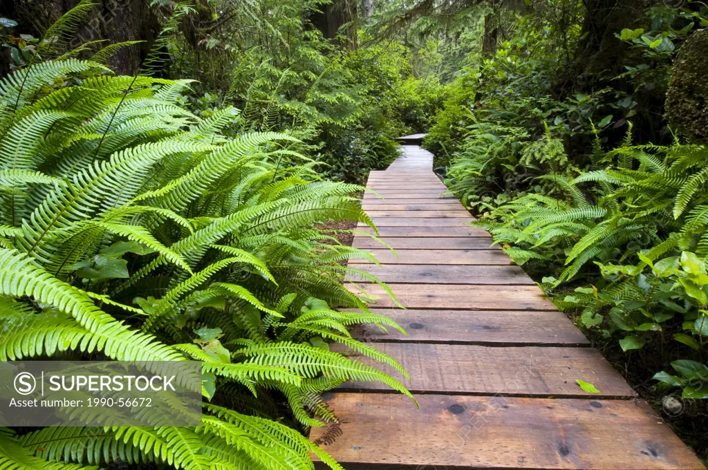 Rainforest trail at Pacific Rim National Park, Vancouver Island, British Columbia, Canada.