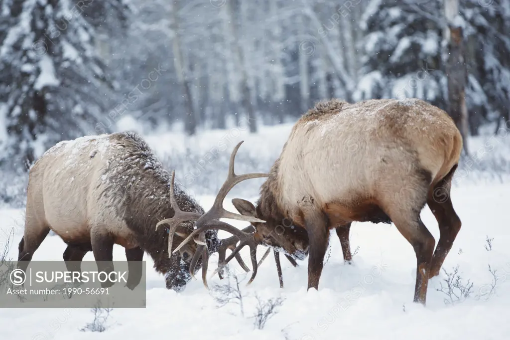 Two large bull elk fighting during a late fall snowstorm in Banff National Park, Alberta, Canada