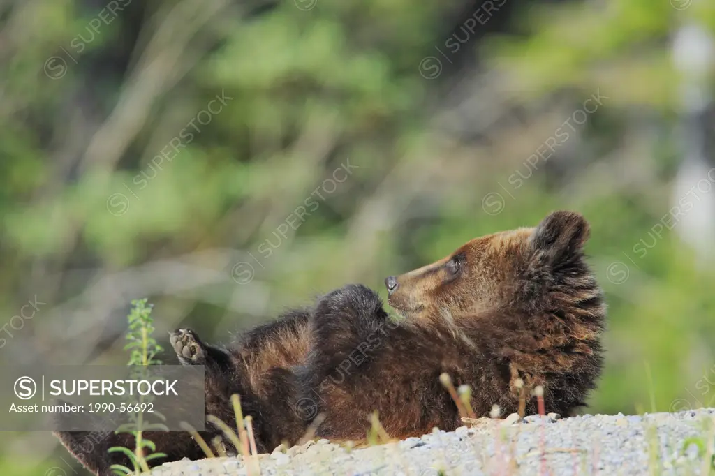 A yearling Grizzly bear Ursus arctos horribilis cub lounges on a gravel patch, Western Canada