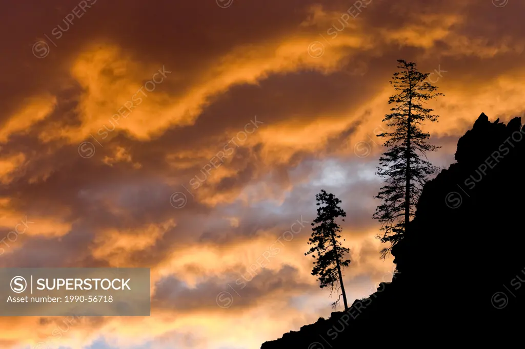 Ponderosa pines, Vaseaux Lake Provincial Park, Okanagan Valley, southern British Columbia, Canada