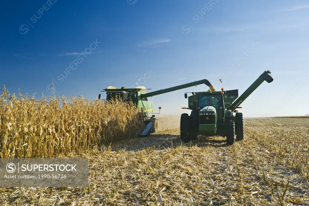 A combine empties into a grain wagon on the go during the feed corn harvest, near Niverville, Manitoba, Canada