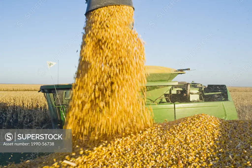 A combine empties into a grain wagon on the go during the feed corn harvest, near Niverville, Manitoba, Canada