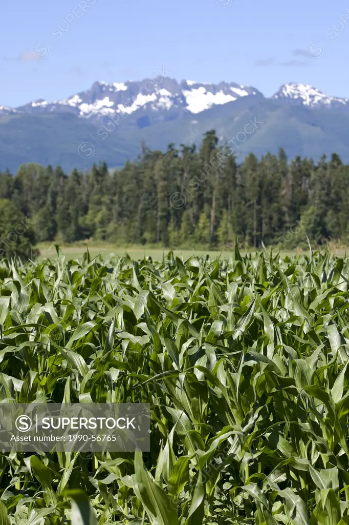 Corn in the field and Mt Arrowsmith in the background in a scenic near Coombs. Qualicum Beach, Central Vancouver Island, British Columbia, Canada.