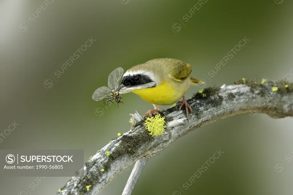 Common yellowthroat Geothlypis trichas eating a dragonfly, Okanagan Valley, southern British Columbia, Canada