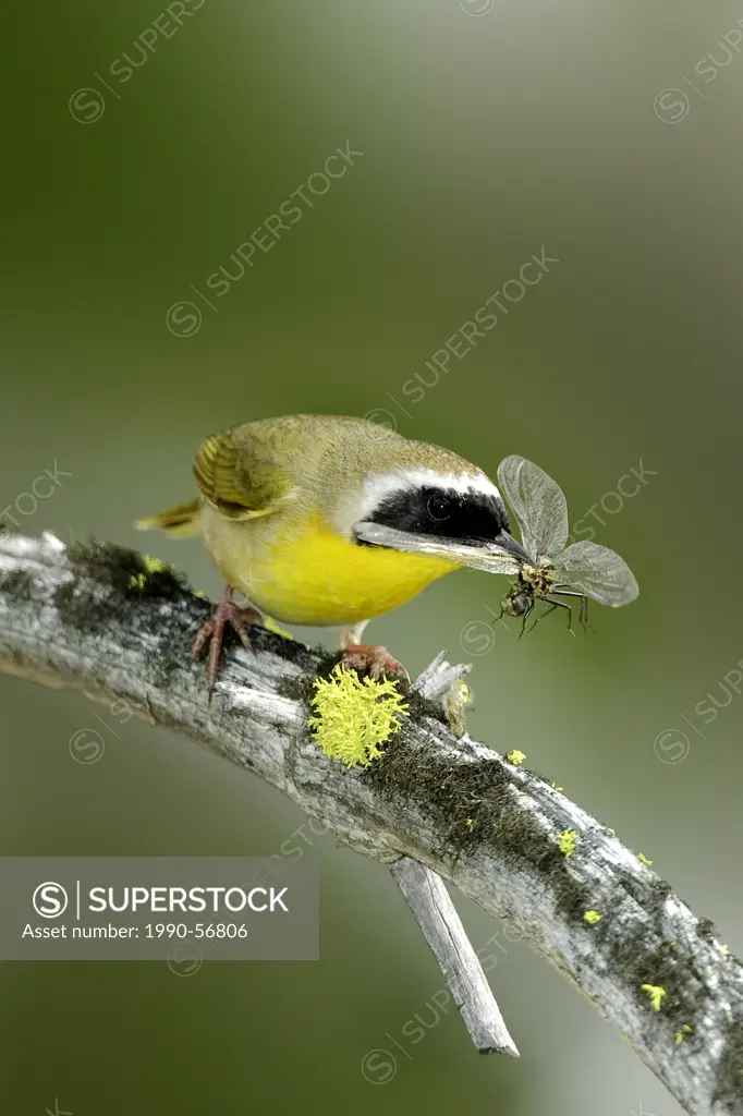 Common yellowthroat Geothlypis trichas eating a dragonfly, Okanagan Valley, southern British Columbia, Canada