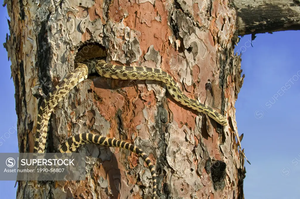 Gopher snake Pituophis catenifer hunting in woodpecker holes for nesting birds, Okanagan Valley, southern British Columbia, Canada