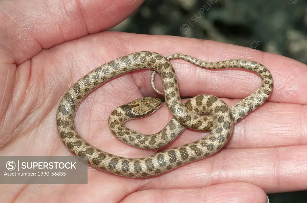 Night snake Hypsiglena torquata, Okanagan Valley, southern British Columbia, Canada