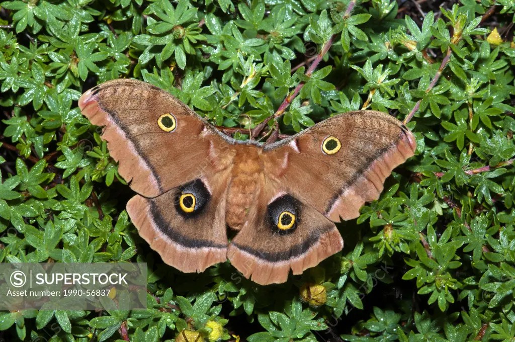 Polyphemus moth Antheraea polyphemus female resting on a shrubby cinquefoil, Okanagan Valley, southern British Columbia, Canada