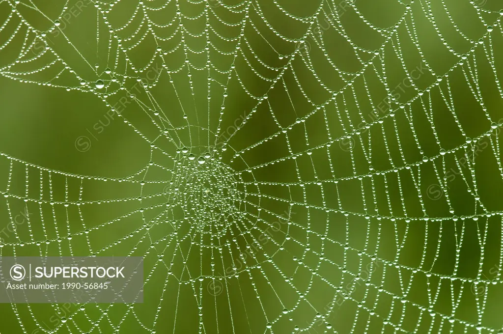 Dew_coated orb spider web, Okanagan Valley, southern British Columbia, Canada