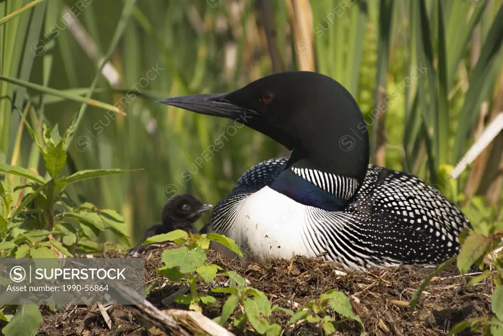 Loon with chick in nest, Muskoka, Ontario, Canada